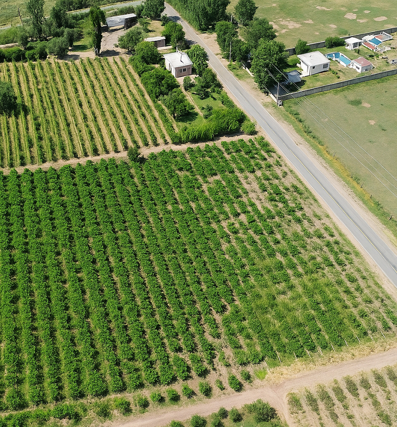 Amplio terreno rural en Mendoza con cultivos ordenados y carretera cercana - Noli Desarrollos Inmobiliarios